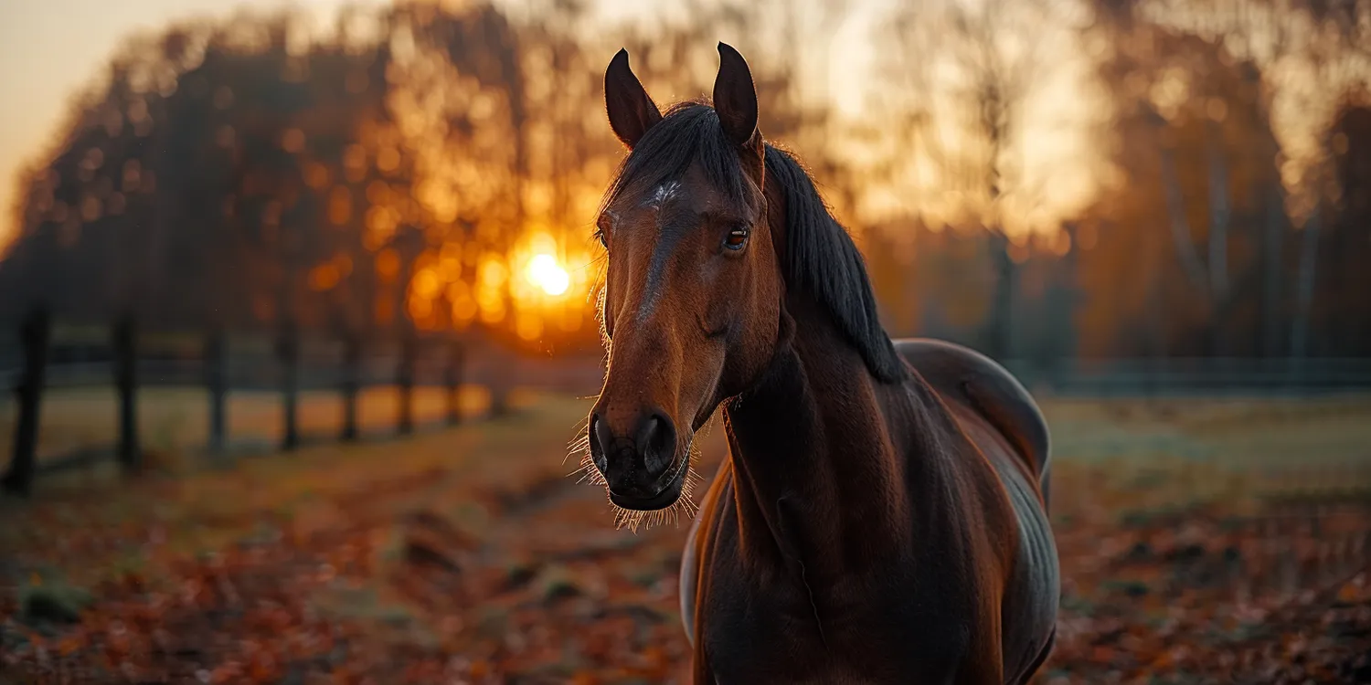 Kremacja psa - jak wygląda i co warto o niej wiedzieć?