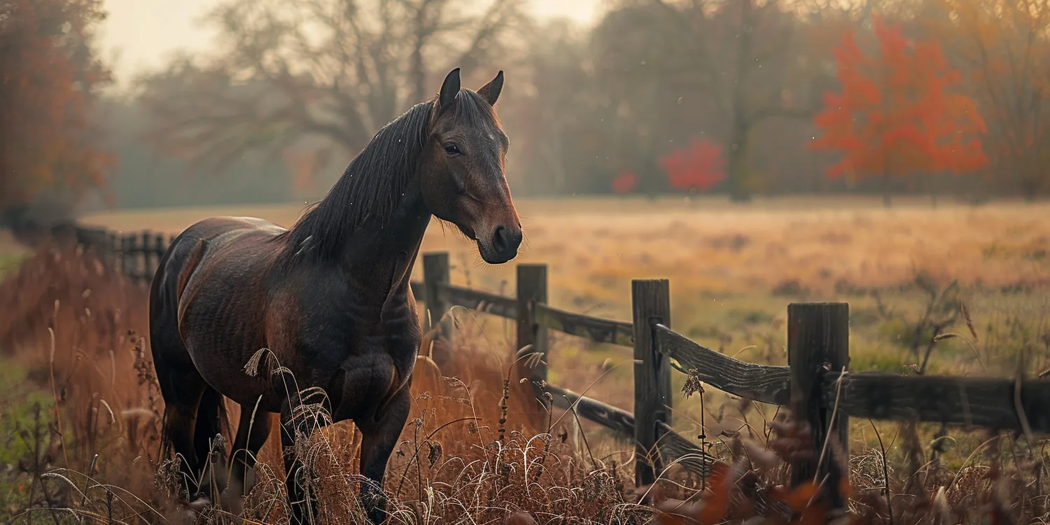 Godne pożegnanie czworonożnego przyjaciela